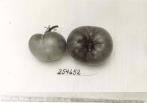 Click for 1 image(s) for this accession. FRUIT